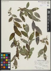 Foto von Salix pseudocordata Andersson